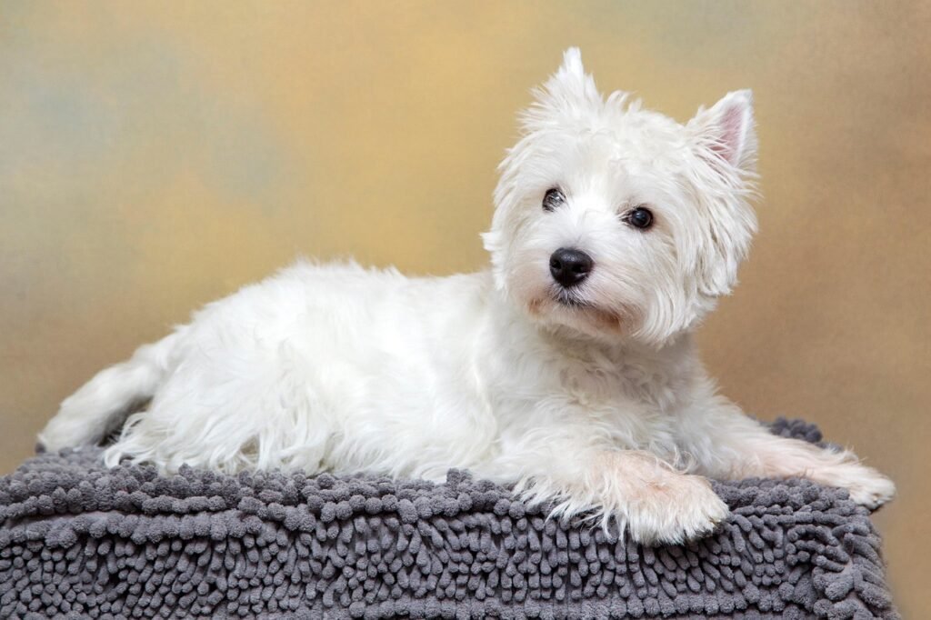 dog, terrier, west highland terrier, animal, canine, pet, domestic