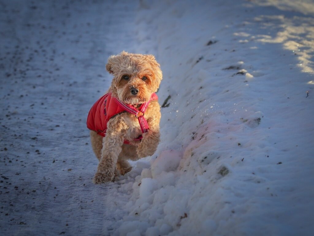 dog, pet, cute, fur, cavapoo, adorable, animals, animal, puppy, outside, portrait, fluffy, happy, nature, small, lying, cloudy, dormant, rest