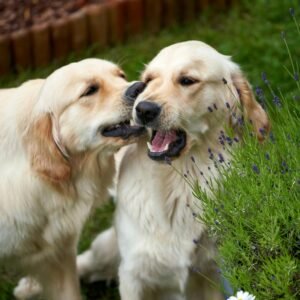 Adorable golden retrievers playing in a garden, enjoying the lush greenery.