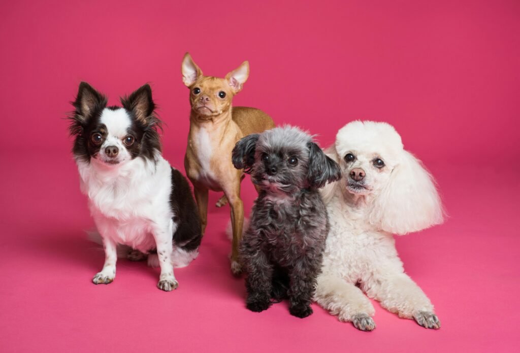 A charming group of small dogs posed against a vibrant pink backdrop, radiating cuteness.